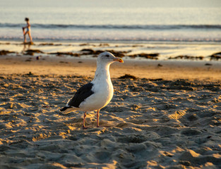 seagull on beach