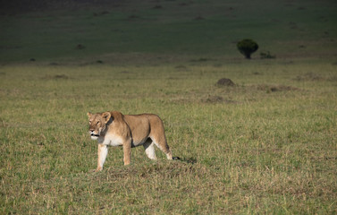 Naklejka na ściany i meble lioness in the grass in Masai Mara, Kenya