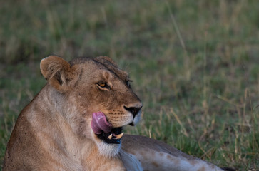 portrait of a lion