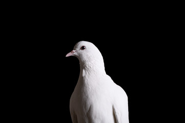 Close-up of a white dove on a dark background. A white dove looks at the camera. The white dove is a symbol of peace, purity, love, serenity, hope.