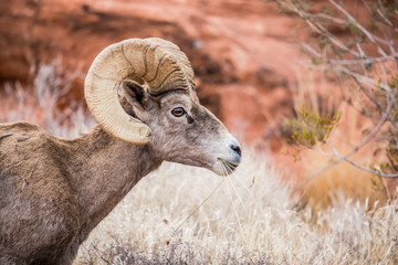 Male bighorn sheep