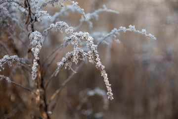 Hoarfrost on plants. A hoarfrost that begins to thaw
