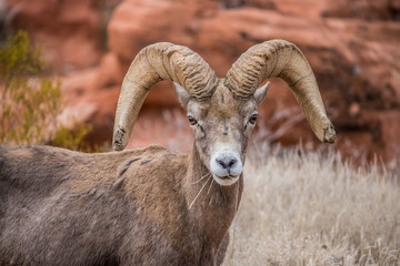 Male bighorn sheep