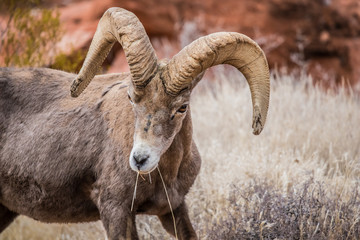 Male bighorn sheep