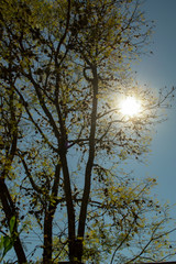 la luz del sol entre los arboles