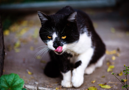 Black and white cat with yellow eyes licking lips