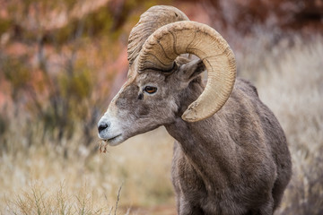 Obraz premium Male bighorn sheep