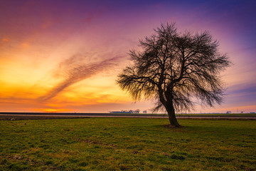 Lonely tree on colorful sky background during sunset