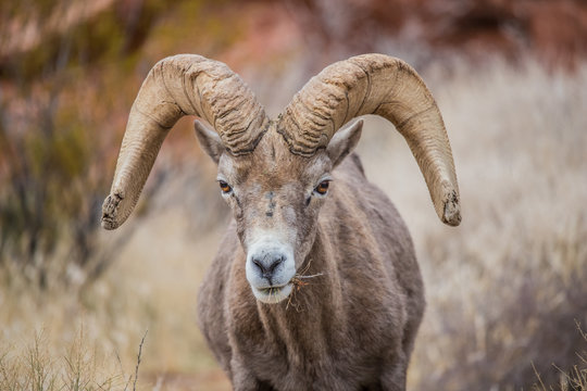 Male bighorn sheep