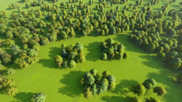 Top view of the forest. Smile from the trees. 3D