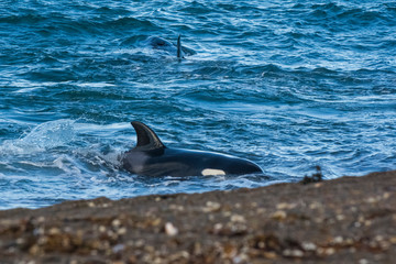 Killer whale hunting on the paragonian coast, Patagonia, Argentina