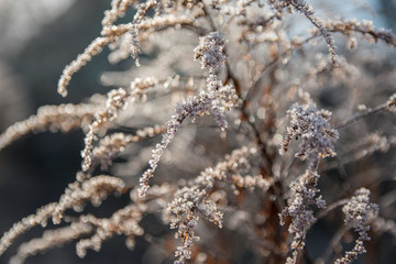 Hoarfrost on plants. A hoarfrost that begins to thaw