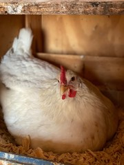 hen in farm