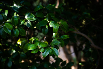 Fototapeta na wymiar Leaves on the branches camellia japonica in the shadow
