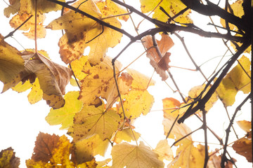 Autumn dry gold leaves on the branch