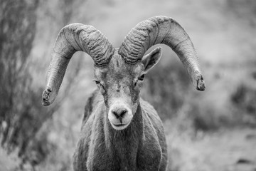 Male bighorn sheep