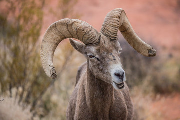 Male bighorn sheep