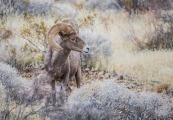 Male bighorn sheep