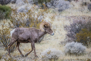 Male bighorn sheep