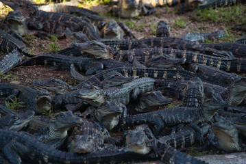 Fototapeta na wymiar Viele Alligatoren Babies auf einem Haufen mit Fokus auf Bildmitte