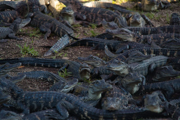 Fototapeta na wymiar Viele Alligatoren Babies auf einem Haufen mit Fokus auf Bildmitte