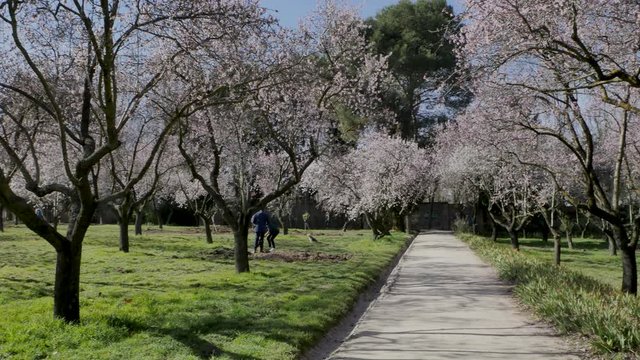 Dogs are playing between blooming almond trees with pink flowers at the park of Quinta de los Molinos in Madrid, Spain in spring. Famous park in Madrid with almond trees.