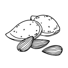 still life of almond nuts & peeled kernels, element of decorative ornament or pattern, vector illustration with black contour lines isolated on white background in doodle and hand drawn style