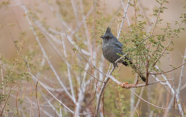 desert bird gray on tree