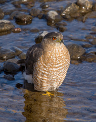Cooper's Hawk