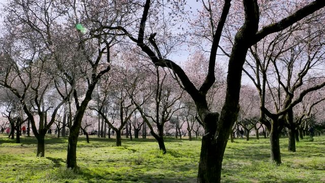  Walking between blooming almond trees with pink flowers at the park of Quinta de los Molinos in Madrid, Spain in spring. Famous park in Madrid with blooming almond trees.