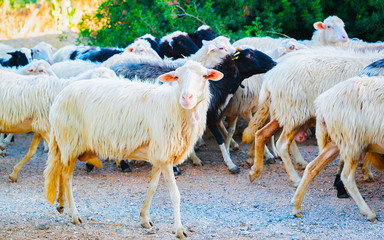 Rural landscape. Flock of sheep at agricultural village in Perdaxius, Carbonia-Iglesias. Panorama...