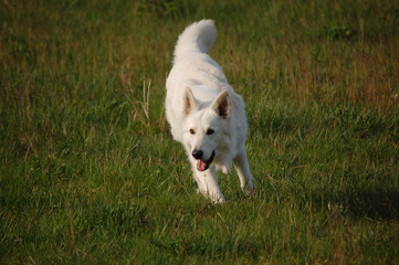  white dog running