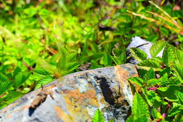 Anura