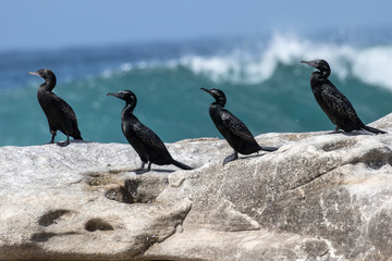 Great Cormorant