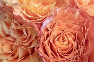 Pink roses macro floral background close up. Luxury beautiful love concept for Valentine's Day, Mother' Day, Women's Day, Birthday, feminine themes, beauty.