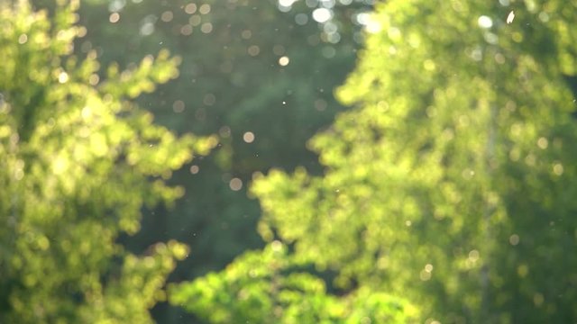 Beautiful natural sunny video background. Blurry green foliage of spring or summer trees and flying poplar pollen and insects in air. Shoot at sunset time. Allergy season concept. Slow motion video.