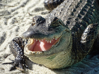 Lachender Alligator mit geöffnetem Maul und rosa Gaumen