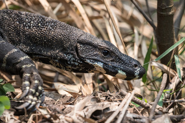 Lace Monitor