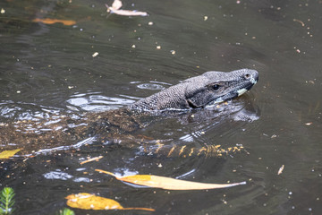 Lace Monitor swimming across a creek