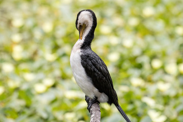 Little Pied Cormorant preening feathers