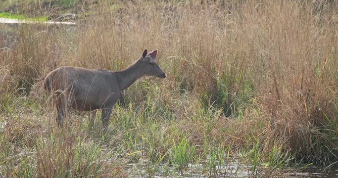 Female blue bull or nilgai - Asian antelope standing in Ranthambore National park, Rajasthan, India