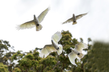 Sulphur-crested Cockatoo's in flight