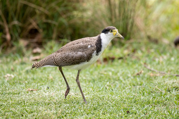 Juvenile Masked Lapwing