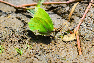 Mariposa