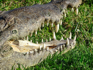 Alligatorkopf mit offenem Maul und gefährlichen Zähnen
