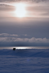 Obraz premium little dog by the sea