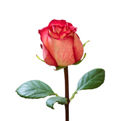 Red and Orange Rose flower isolated on white background