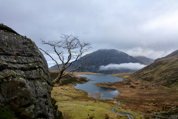 Lonely Tree