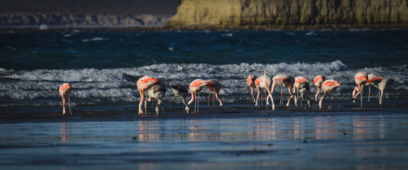 Obraz premium Flamingos feeding at low tide,Peninsula Valdes,Patagonia, Argentina