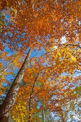 Dramatic Colors up in the Canopy